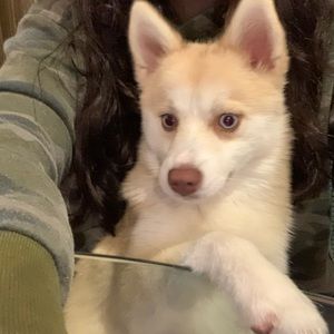 Meet your Posher, Priscilla